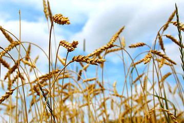 Image showing Grain field