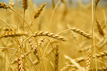 Image showing Grain field