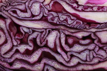 Image showing raw red cabbage background