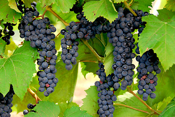 Image showing Grapes