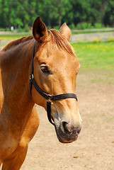 Image showing Horse