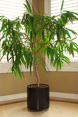 Image showing House plant