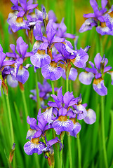 Image showing Irises