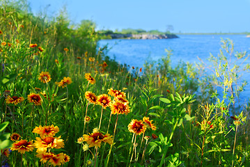 Image showing Wild flowers on seashore