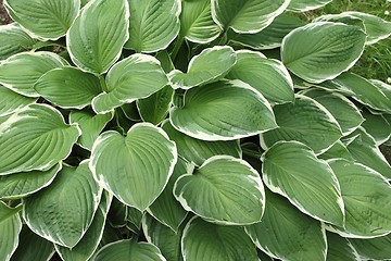 Image showing Hosta.