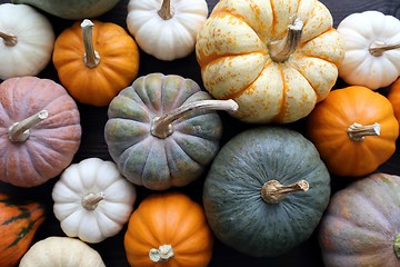 Image showing Squash and pumpkins