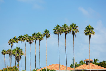 Image showing Palm Trees Row