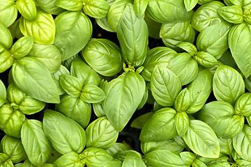 Image showing Basil Plants