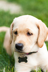 Image showing Adorable Yellow Lab Puppy