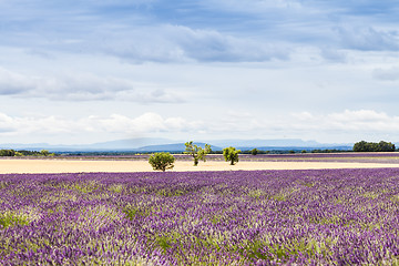 Image showing Lavander field