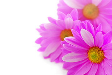 Image showing Pink flowers