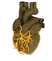 Image showing Human heart