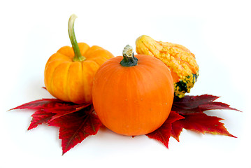 Image showing Mini pumpkins