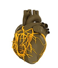 Image showing Human heart