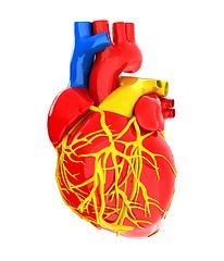 Image showing Human heart