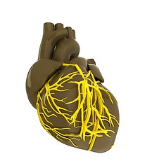 Image showing Human heart