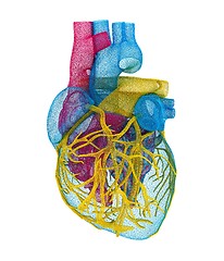 Image showing Human heart