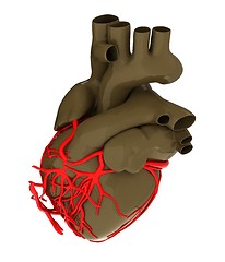 Image showing Human heart