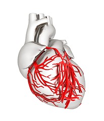 Image showing Human heart