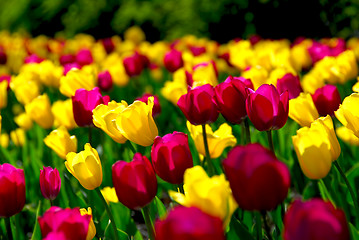 Image showing Tulip field