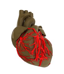 Image showing Human heart