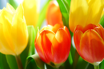 Image showing Tulips