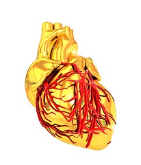 Image showing Human heart