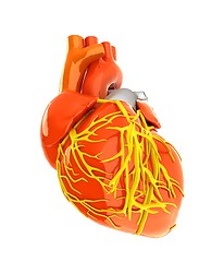 Image showing Human heart