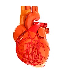 Image showing Human heart