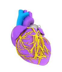 Image showing Human heart