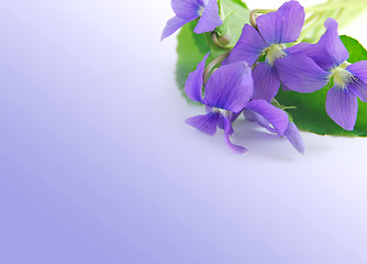 Image showing Violets