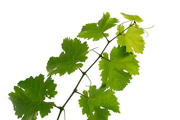 Image showing Grape vine