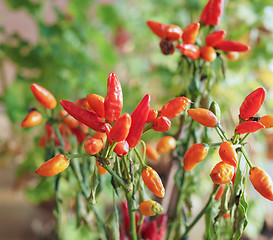 Image showing Chili Pepper