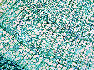 Image showing Tilia stem micrograph