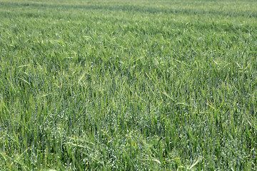 Image showing Green wheat on a grain field grass texture background