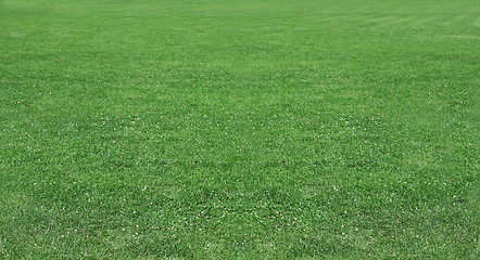 Image showing Green wheat on a grain field grass texture background