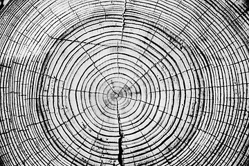 Image showing Tree rings saw cut tree trunk background. 