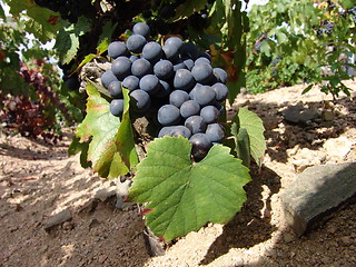 Image showing Grapes