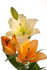 Image showing Lilies