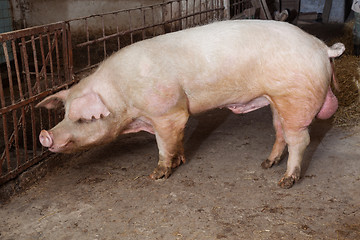 Image showing Old boar