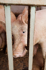 Image showing Pig farm