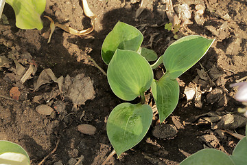 Image showing Hosta Blue Chip