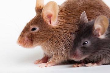 Image showing Two mouses