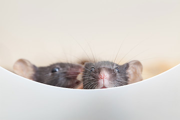 Image showing Two curious mouses