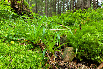 Image showing Summer forest