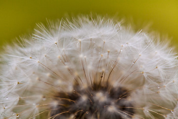 Image showing Flowering of dandelion