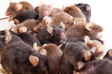 Image showing Group of Mouses