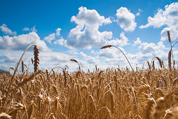 Image showing Field of wheat 