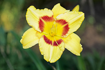 Image showing Image of beautiful lily.