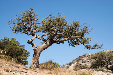 Image showing Old tree